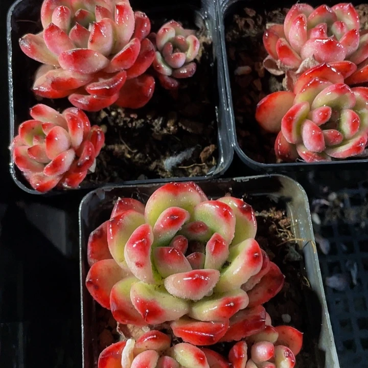 7方三头TM带盆土发