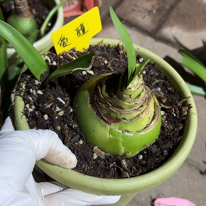 无花朵朱顶红爱瞳8+1侧