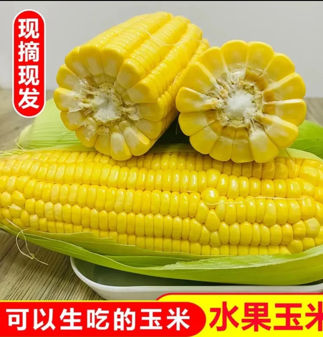 山东水果甜玉米 新鲜水果玉米 现摘现发 香甜脆嫩 颗粒饱满