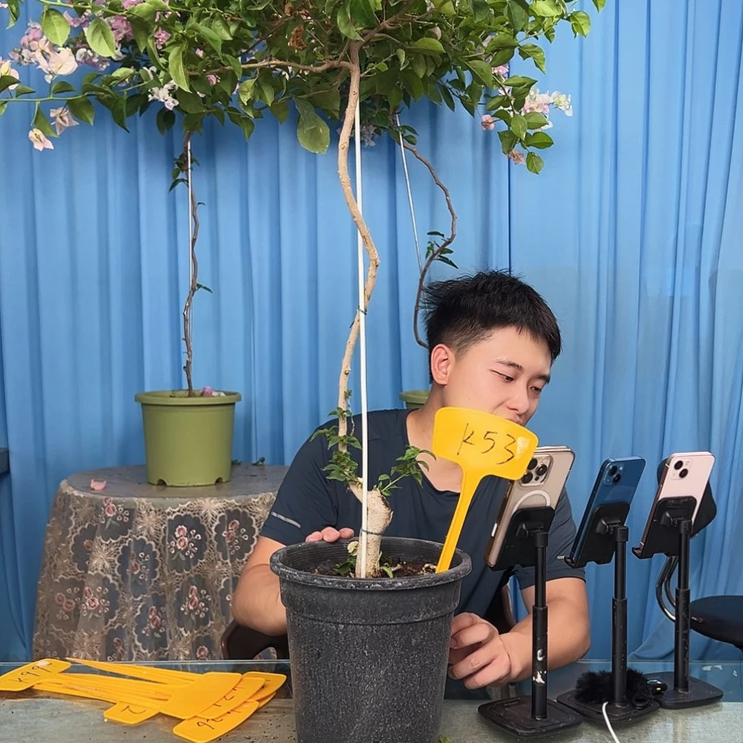 心***夕当前无花栽培后可以开花K53魔法樱花