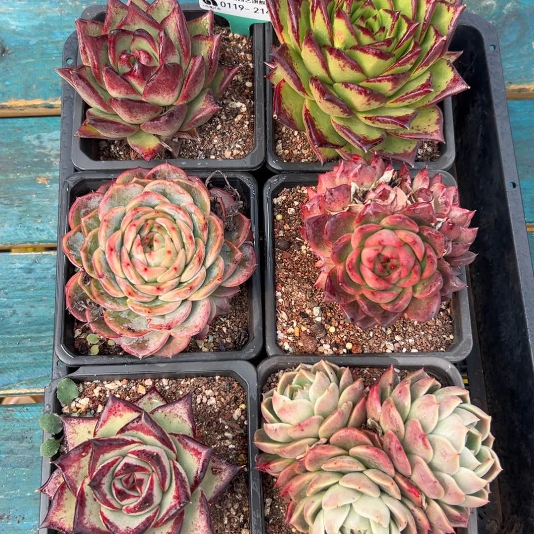 多肉精选编号0119.214