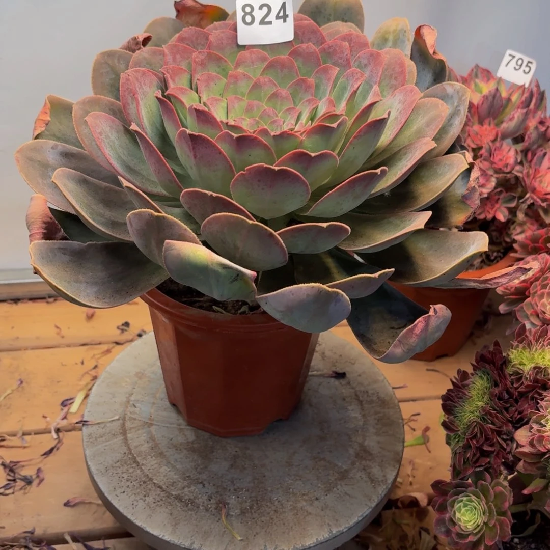 我***使多肉法师仙桃824