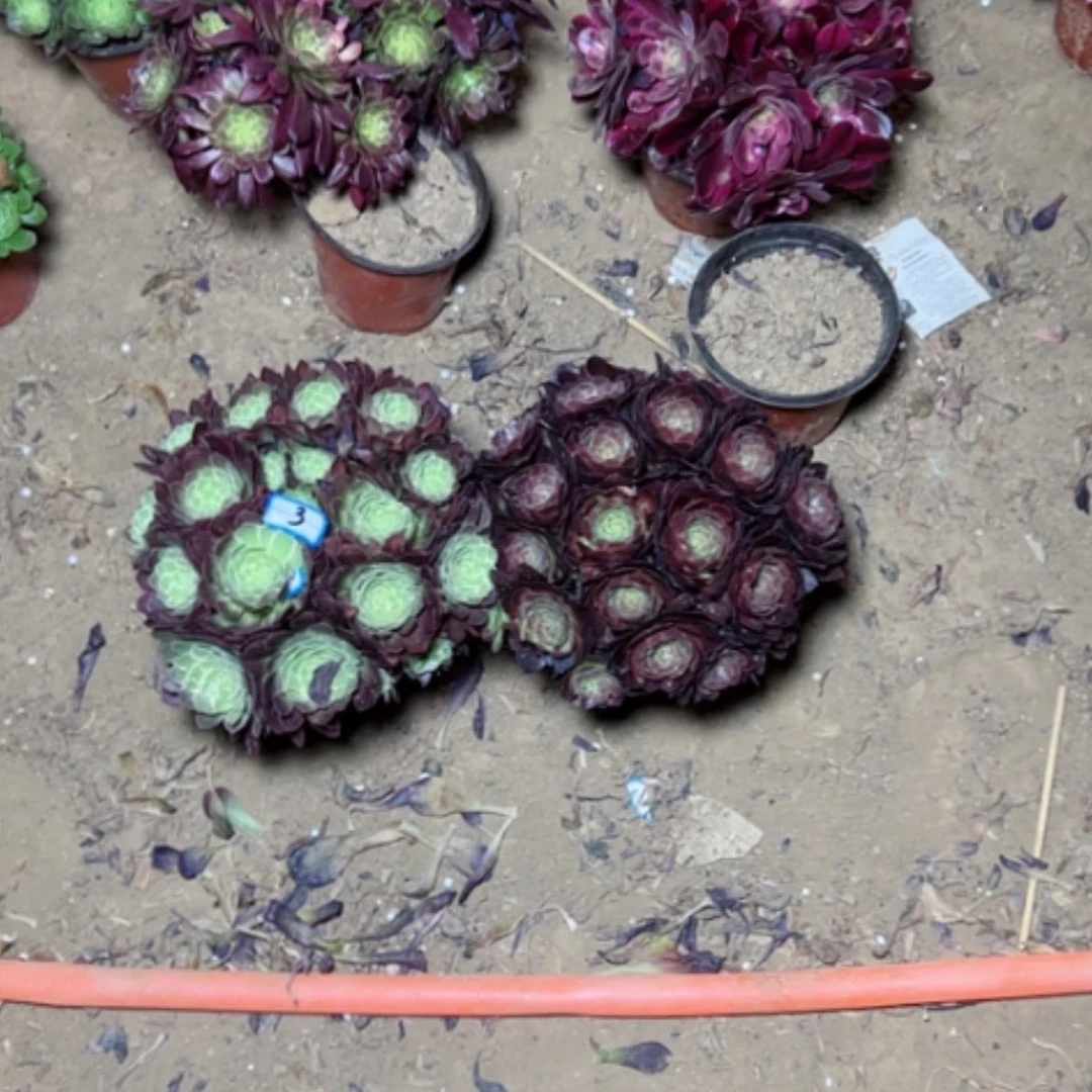 【闪购商品】多肉植物组合3