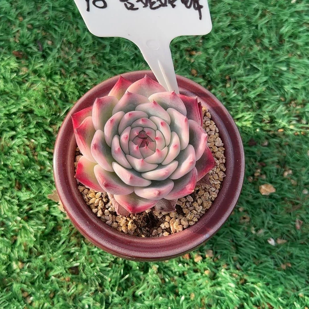 多肉植物不带盆土