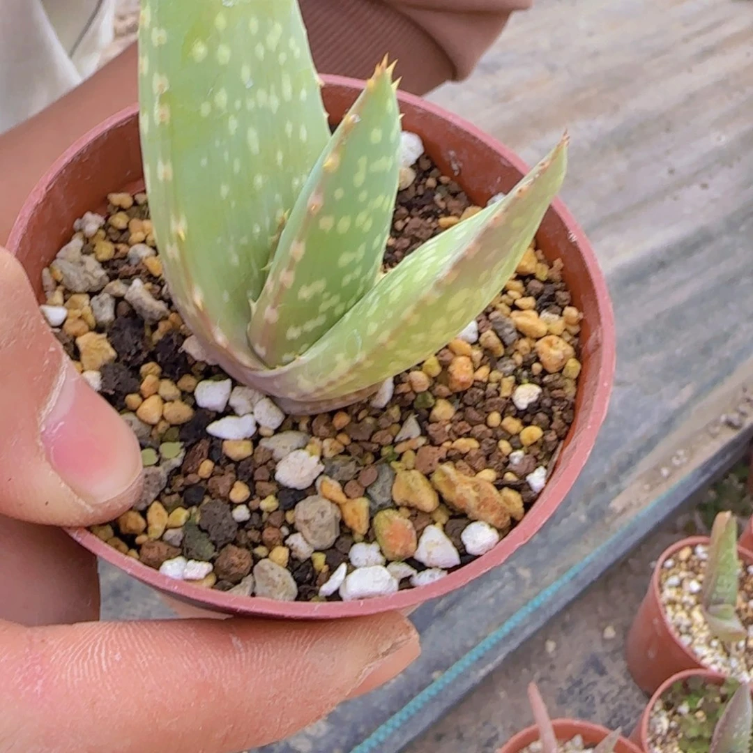 心块根植物块根植物