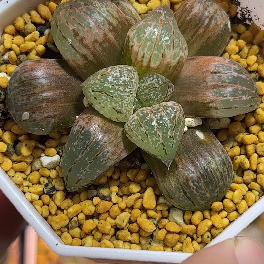 白银锦十二卷多肉植物