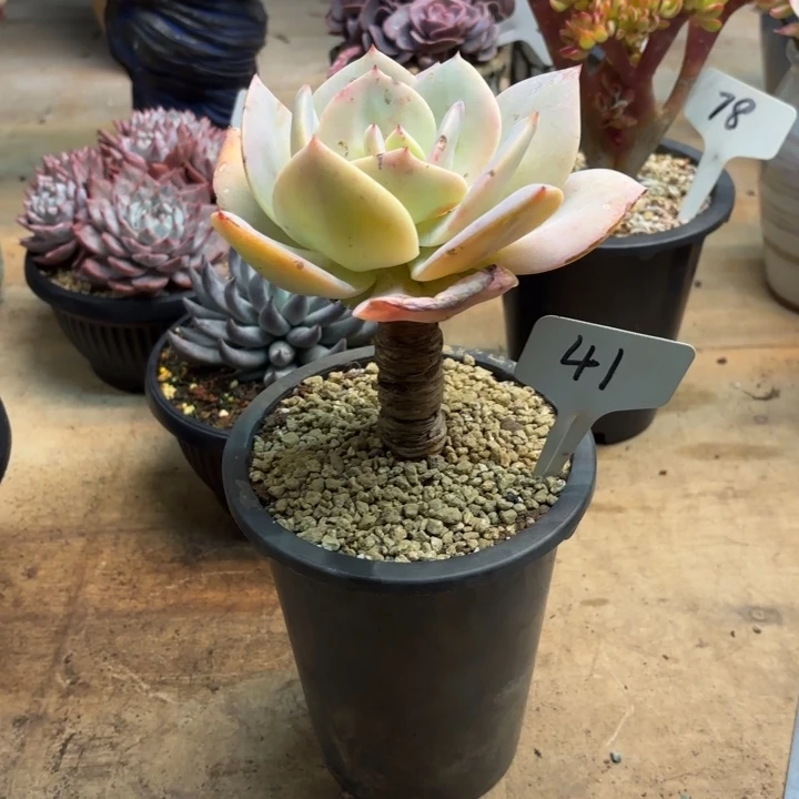 多肉植物，白凤41号