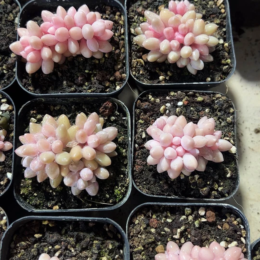 星戴露群2颗多肉植物