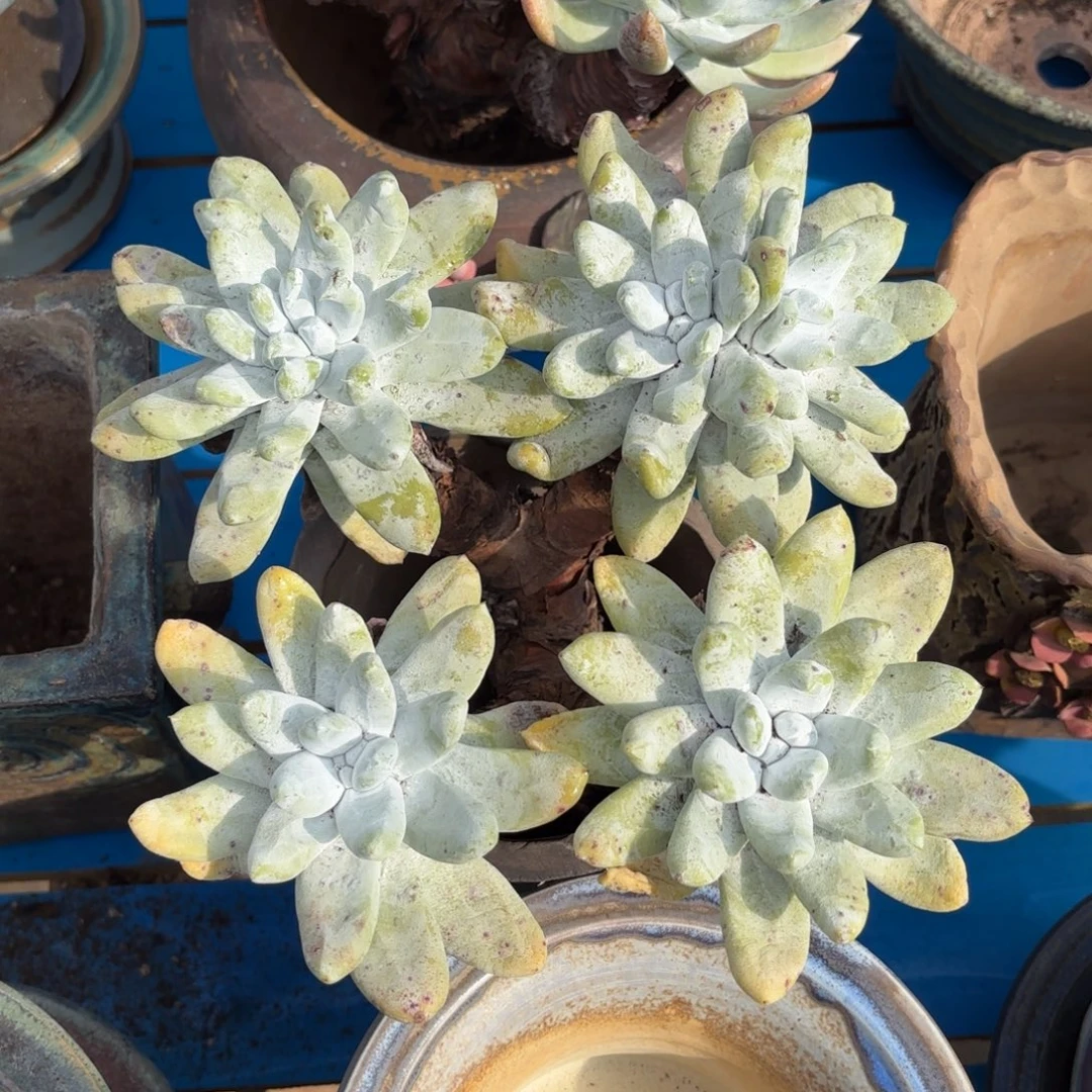 拇指，仙女杯多肉。