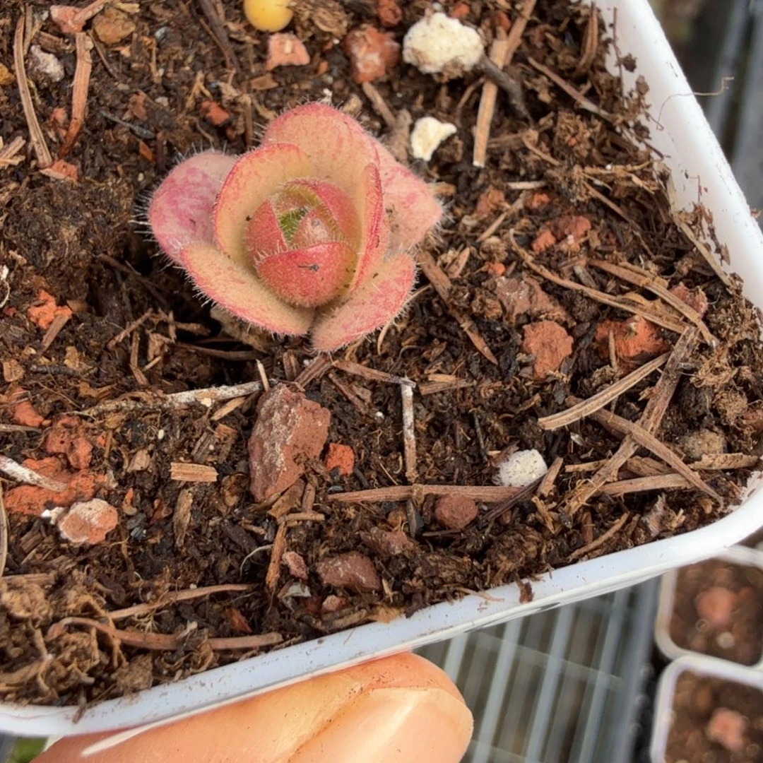 水***游山地玫瑰。 50多肉