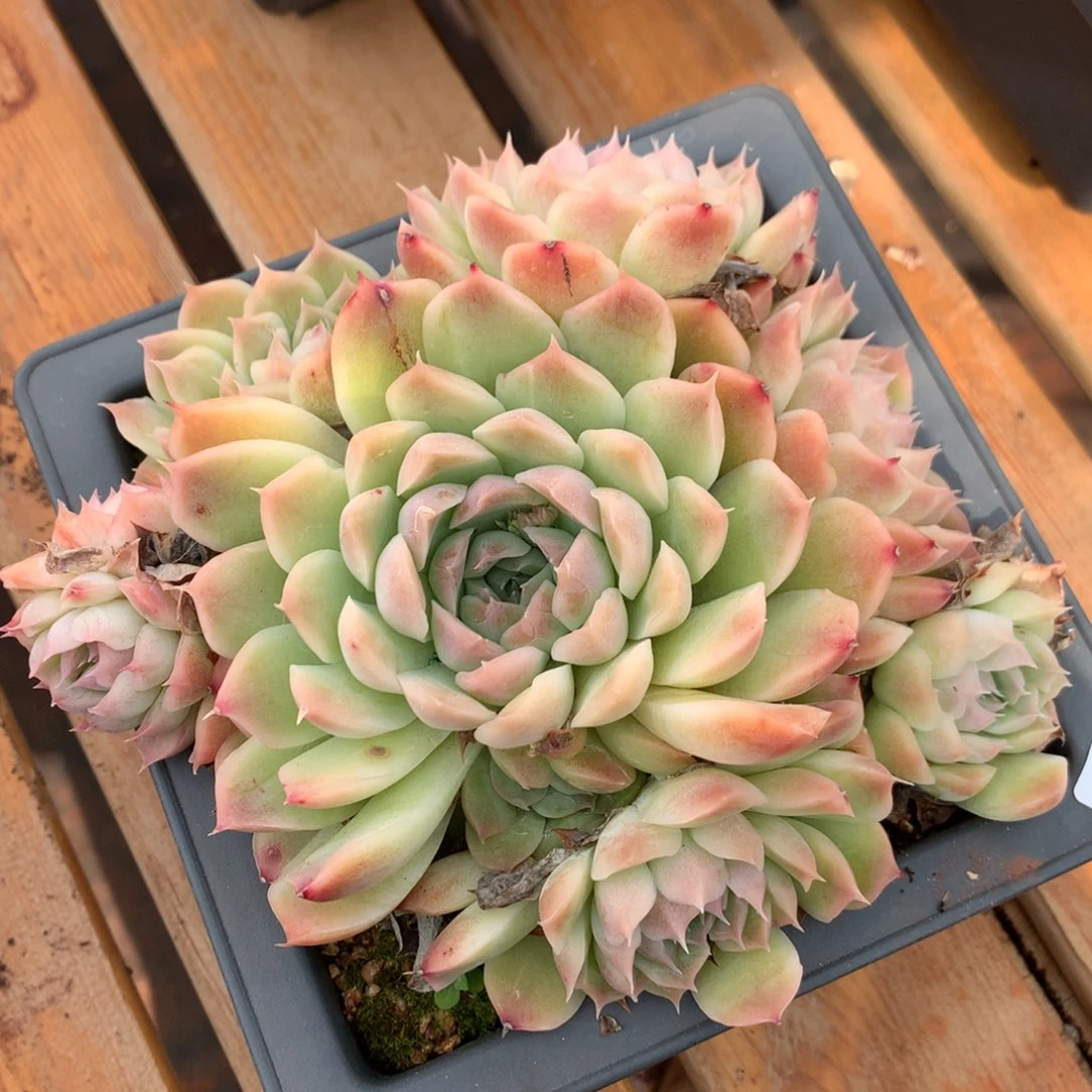 501杂交多肉老桩17冠