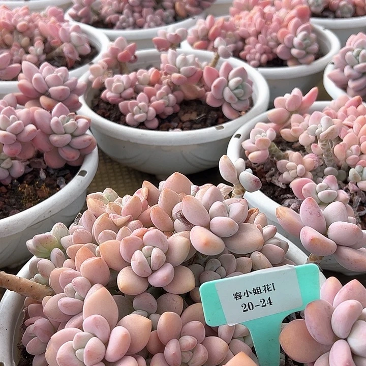 20.24红洛神一个脱土