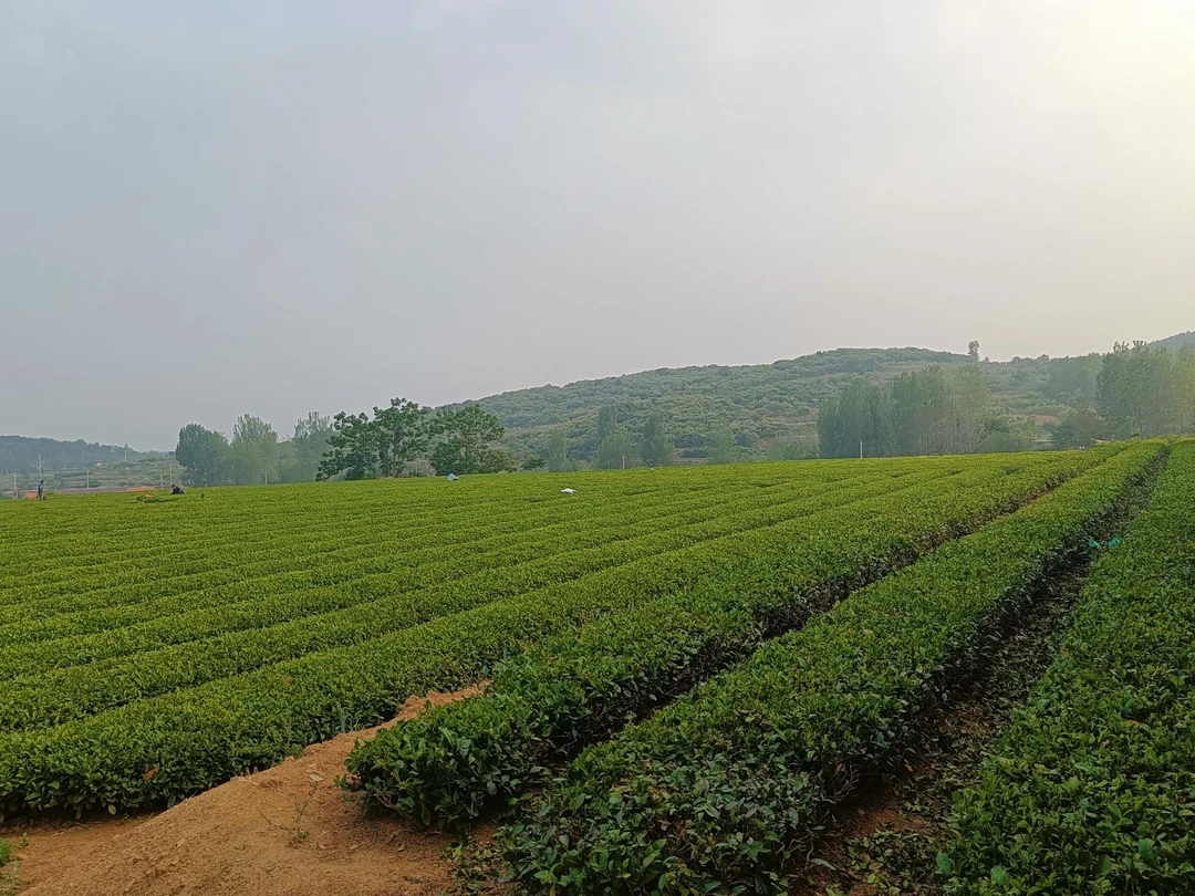 日照绿茶2025年春茶大叶口粮茶豆香型