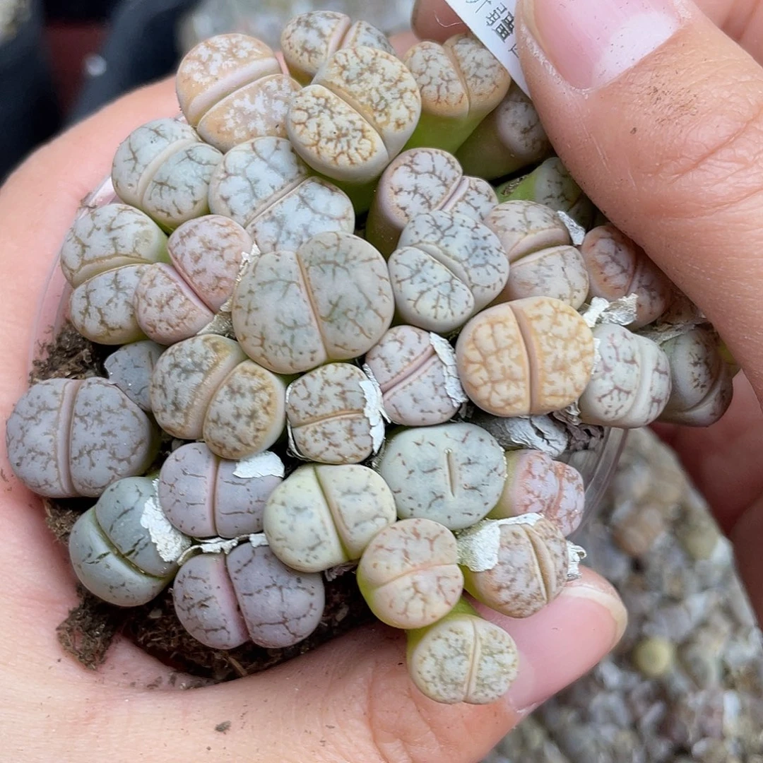 7280000花花花花去啊吐