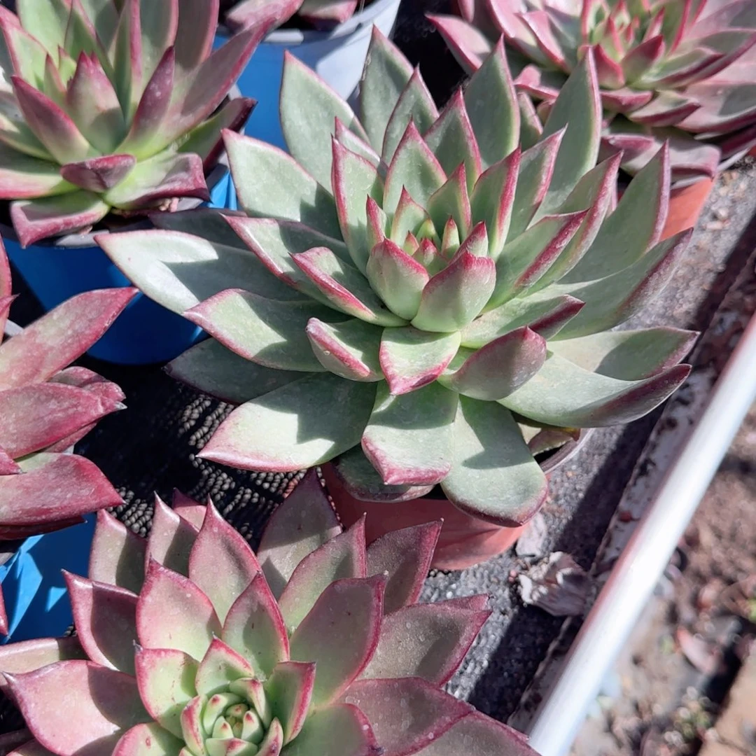无花朵罗卡大单头