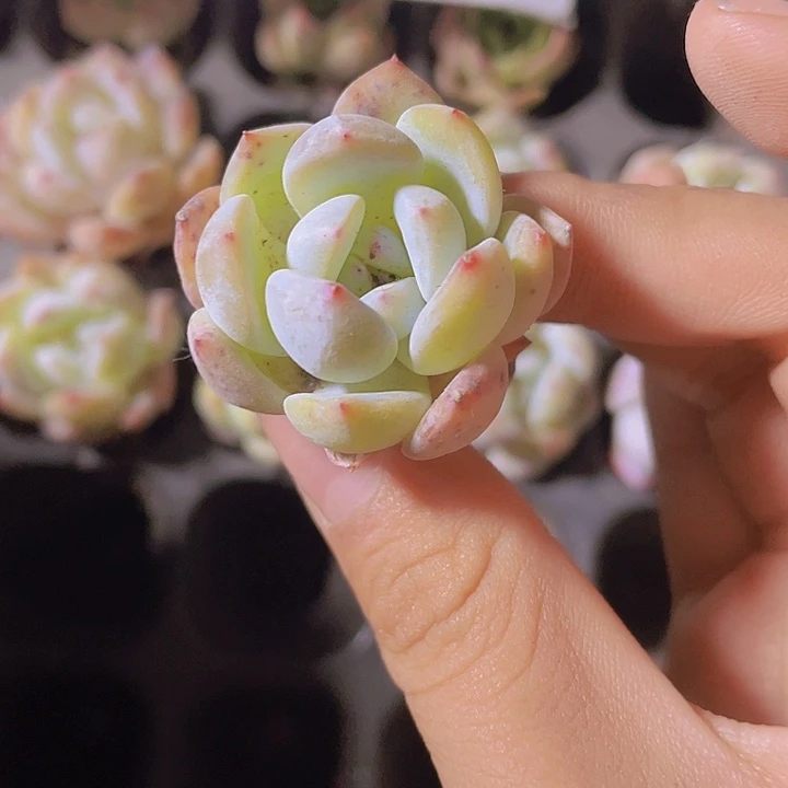 38精品粉笔2颗一组