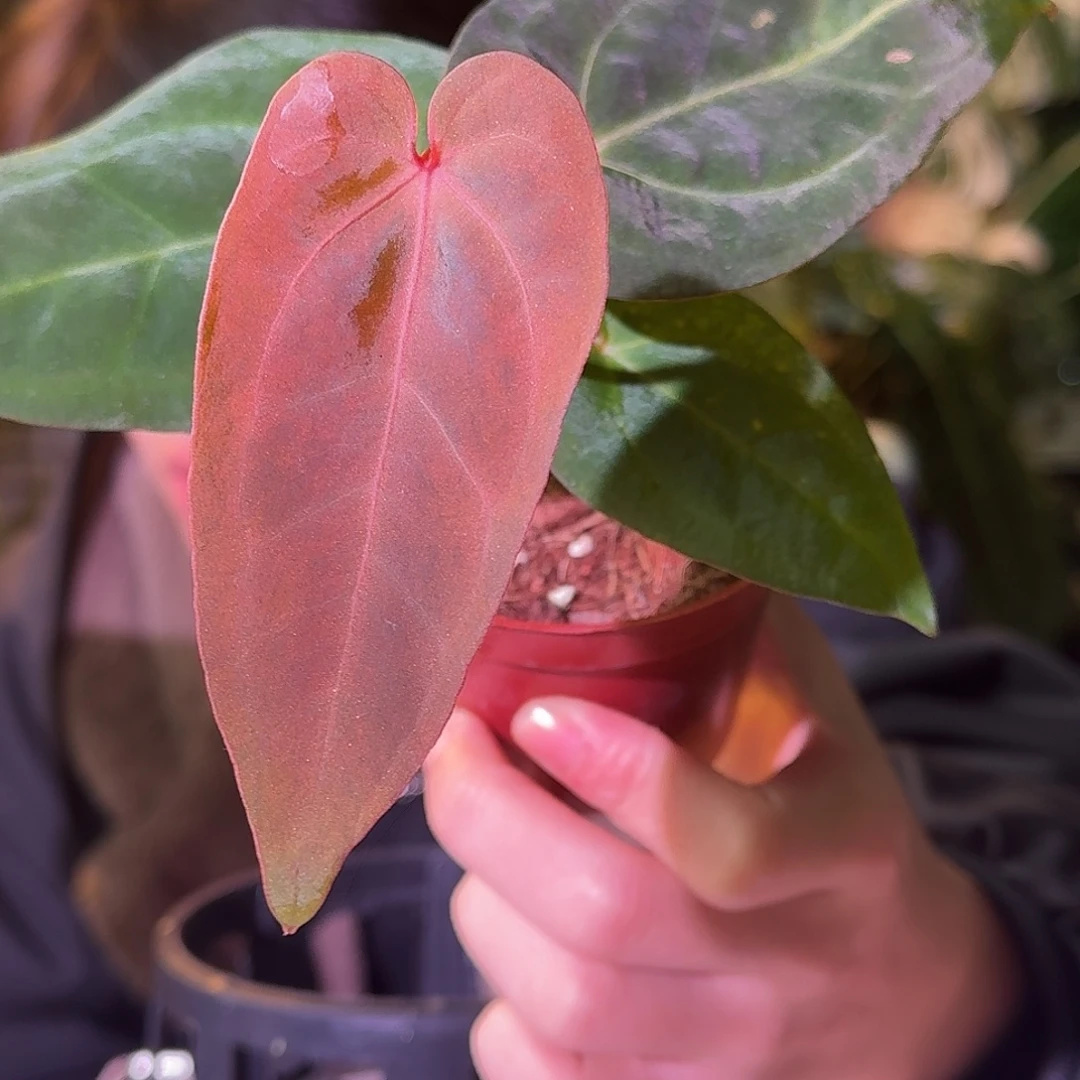 大部分花苞少量开放H299波特杂黑桃锦