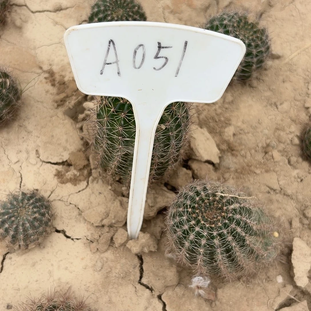 心***海A051,白婚纱瑕疵歪头