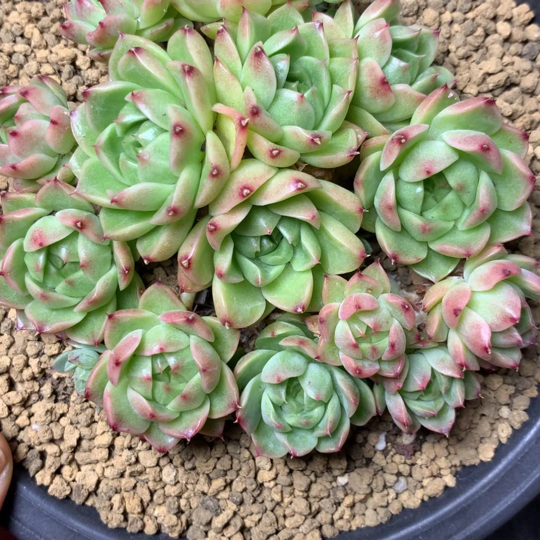 92 精品多肉一物一拍