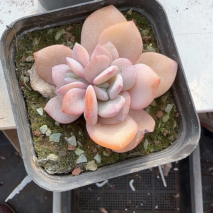 茉*青蛙王子儿童牙膏111