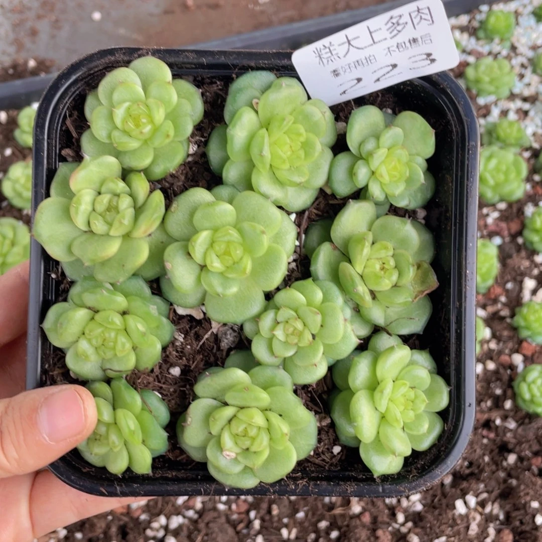 糕大上多肉植物223