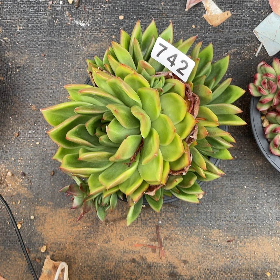 若如东云组拍742