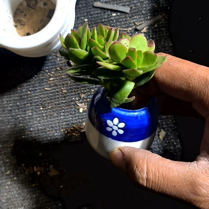 满6元包邮，天狗之舞