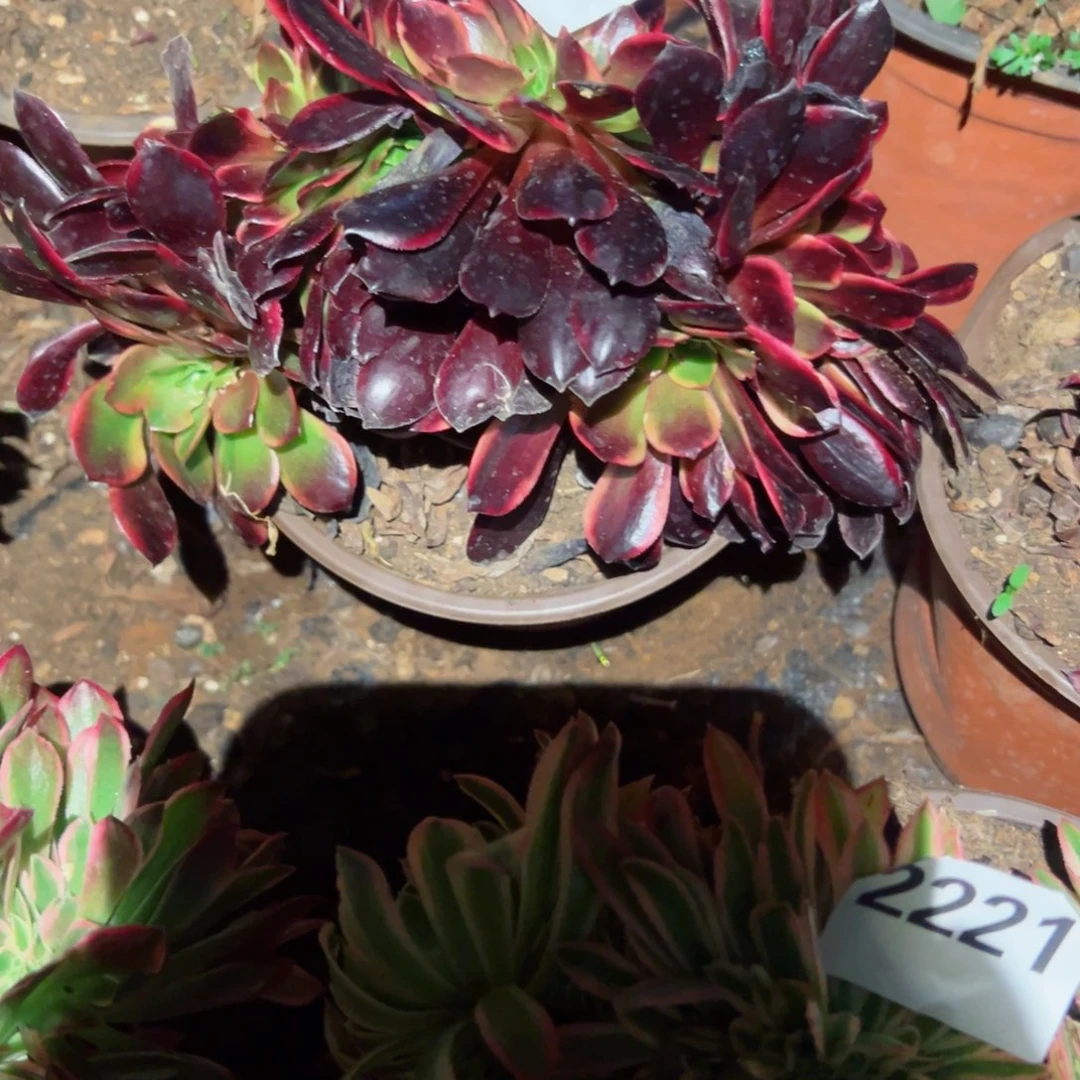 2222 号多肉植物法师