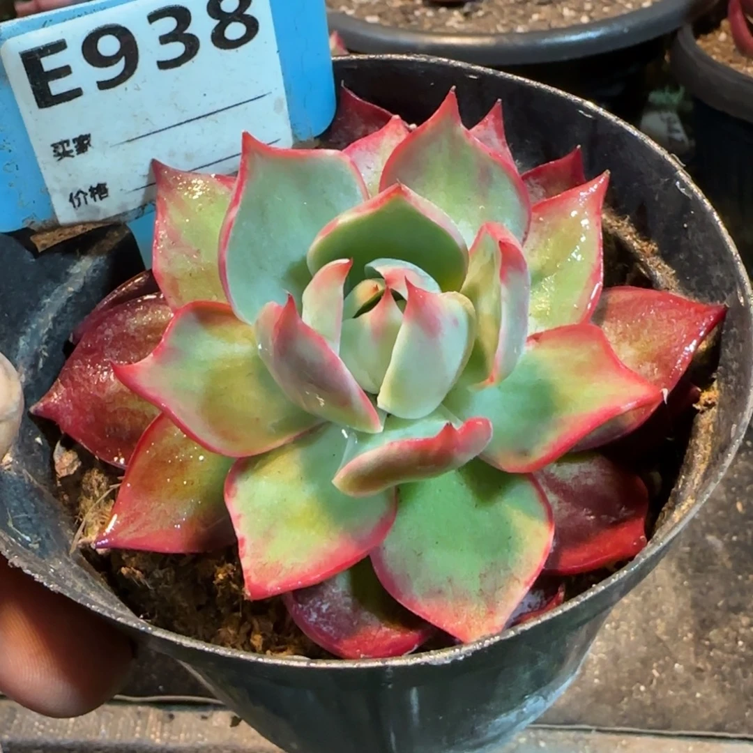 惊鸿一物一拍包装收缩花旱938