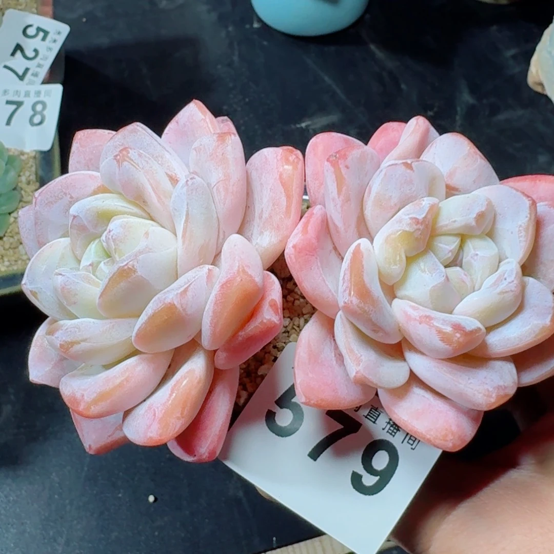 老桩冰玉      愿你一路坦途，乘风破浪展宏图