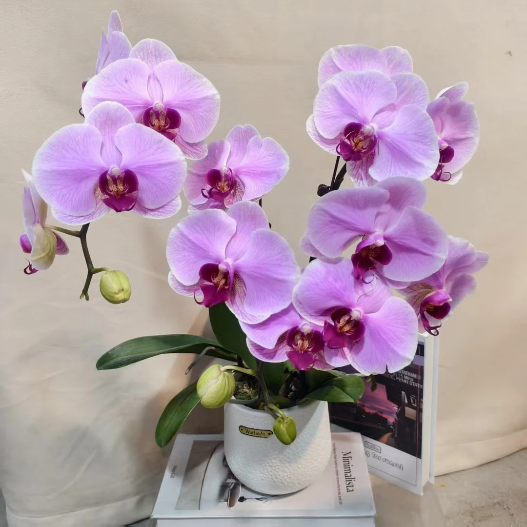 蝴蝶兰【哈尼1372】蝴蝶兰室内种植观赏可带花发货适合送礼