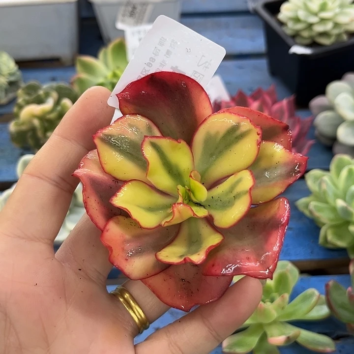 124火烈鸟锦多肉植物