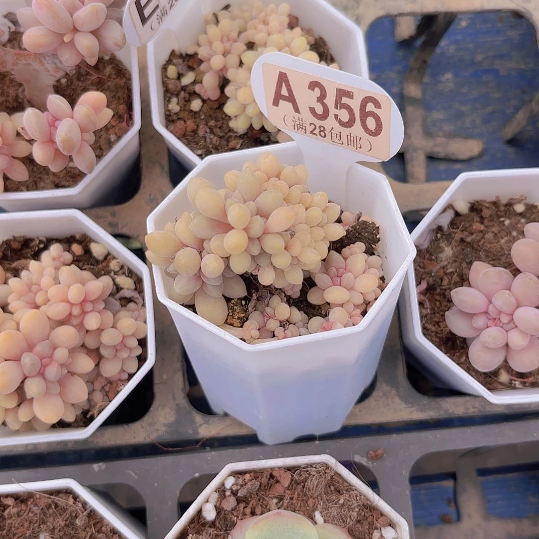 义***货A356醉美人一物一拍