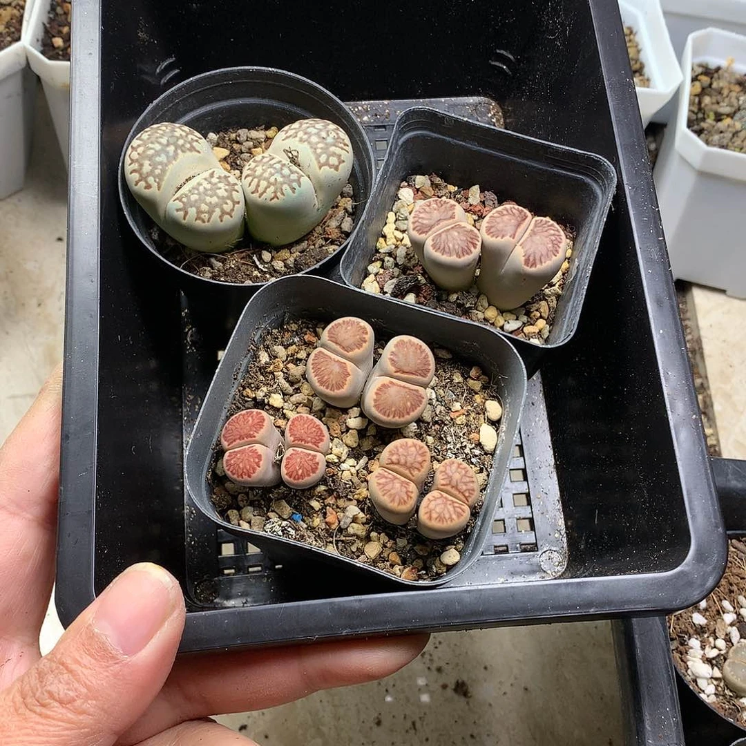 E****lT350多肉植物保护