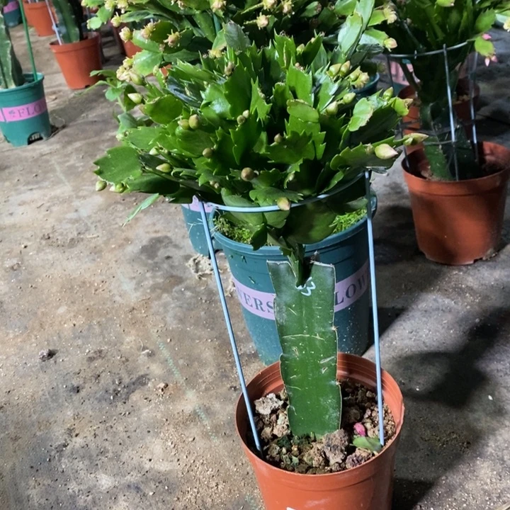 当前无花栽培后可以开花差**羽315嫁接063