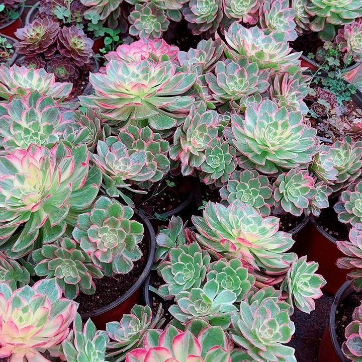 万花筒单头戴崽多肉植物