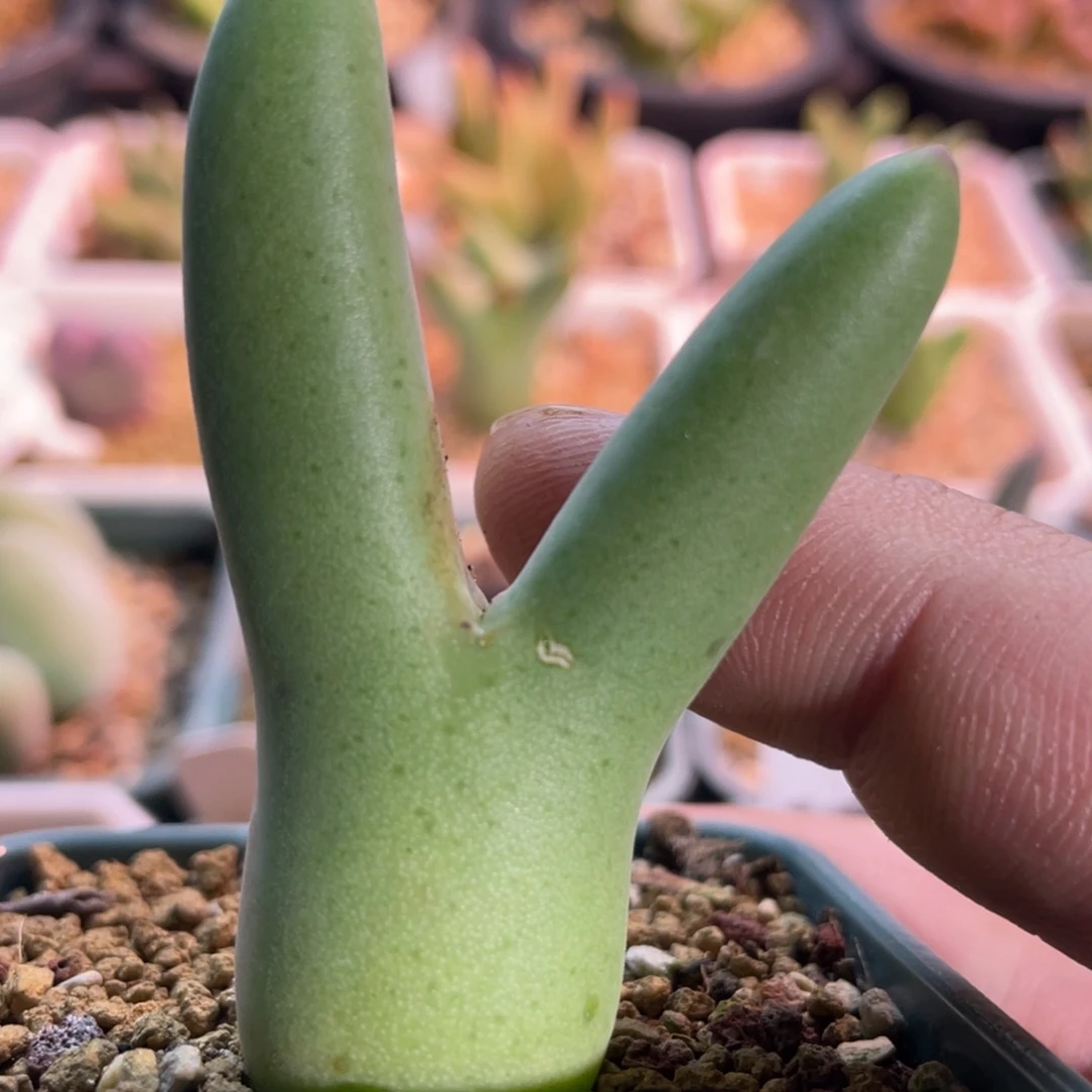 毛体大皮卡丘植物一物一拍