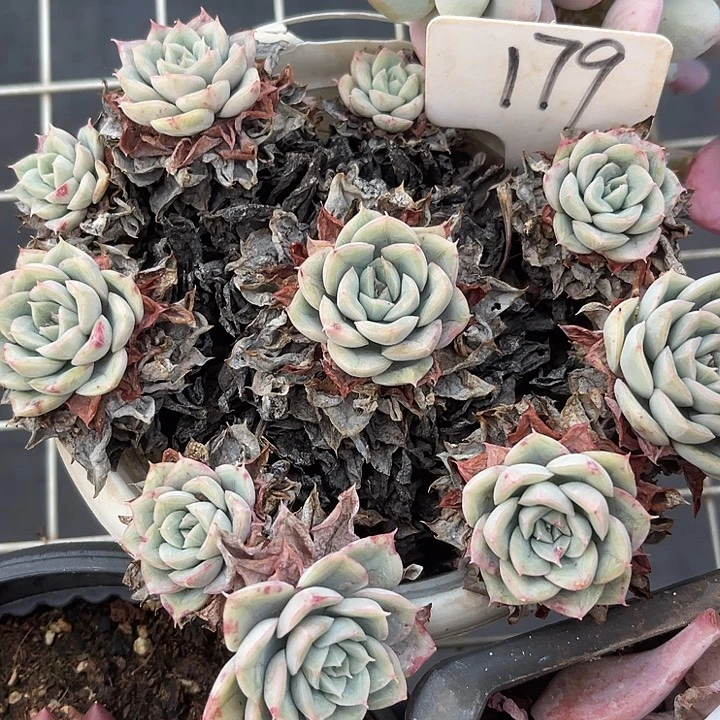 两单包邮，一物一拍179月亮仙子