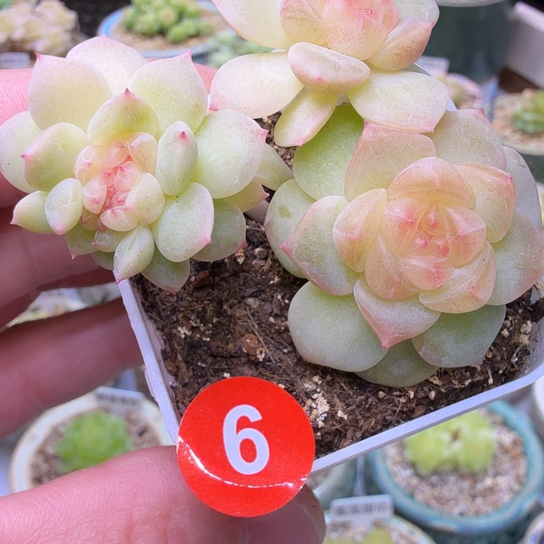 6号甜心883双头带缀化一物一拍