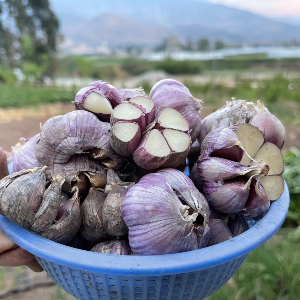 大凉山老品种紫皮大蒜香辣味浓郁不易发芽5斤