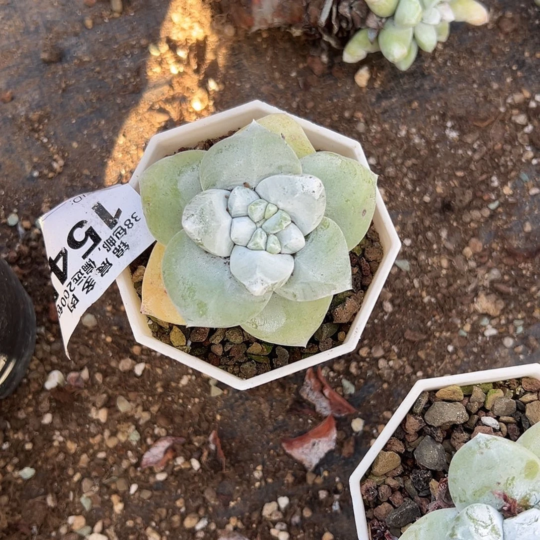 拇指一物一拍1547