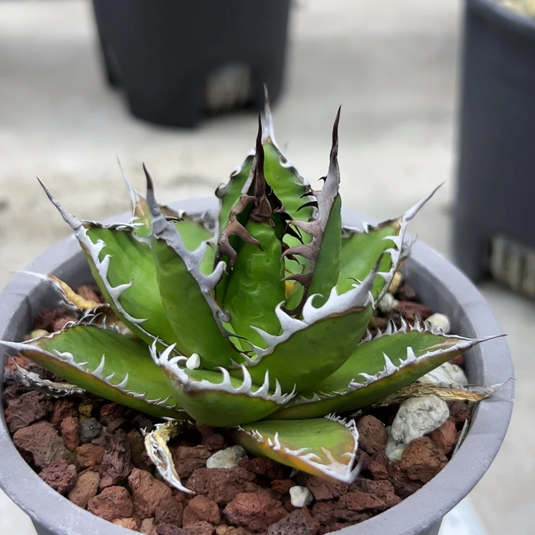 沪***）强密刺霍利达一物一拍偏远不包邮不退不换