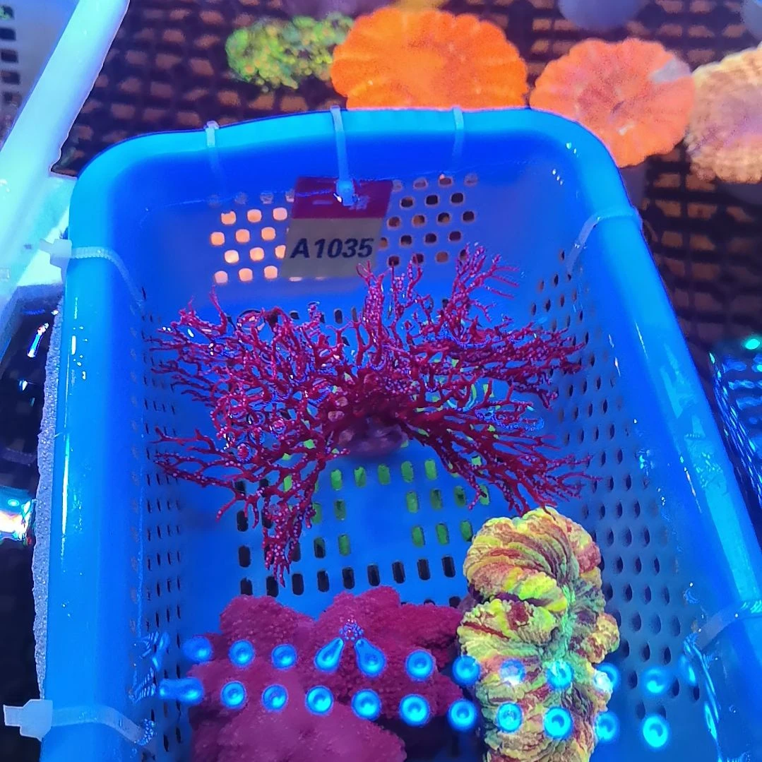 纽扣珊瑚1035九尾狐套餐