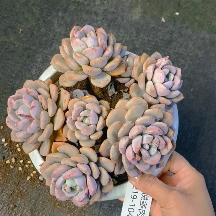 夏悅多肉 0219-104白鹭