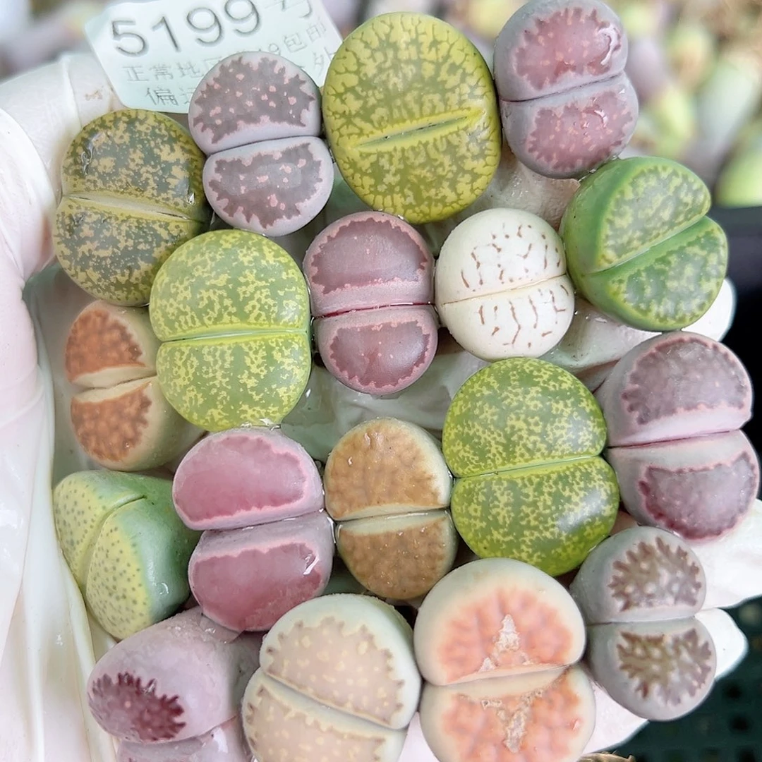 5199 好养易活生石花大母本18个