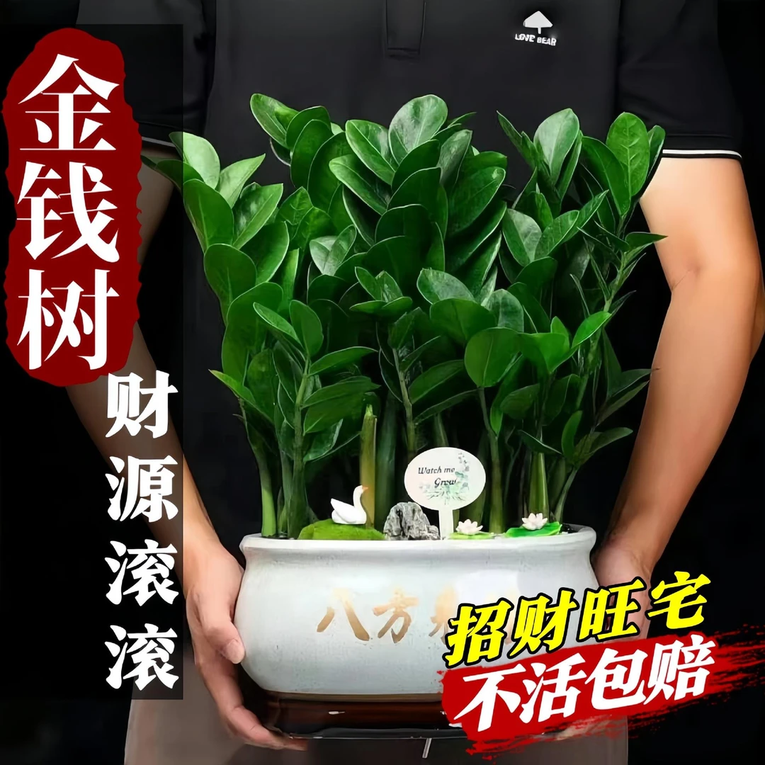金钱树盆栽客厅大棵摆件圆叶招财旺宅绿植花卉室内水培植物发财树