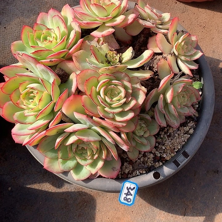 348牡丹亭 一物一拍多肉