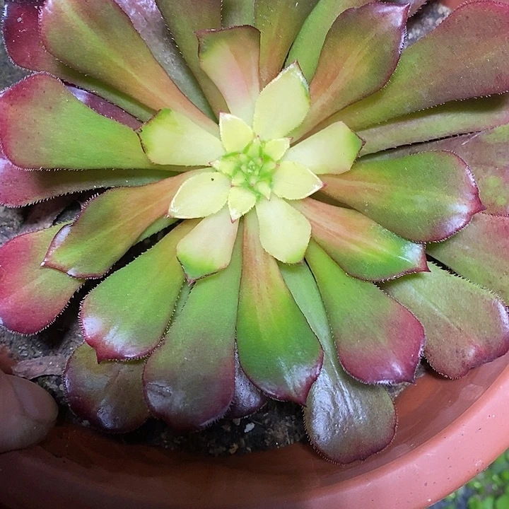 多肉植物保护研究所