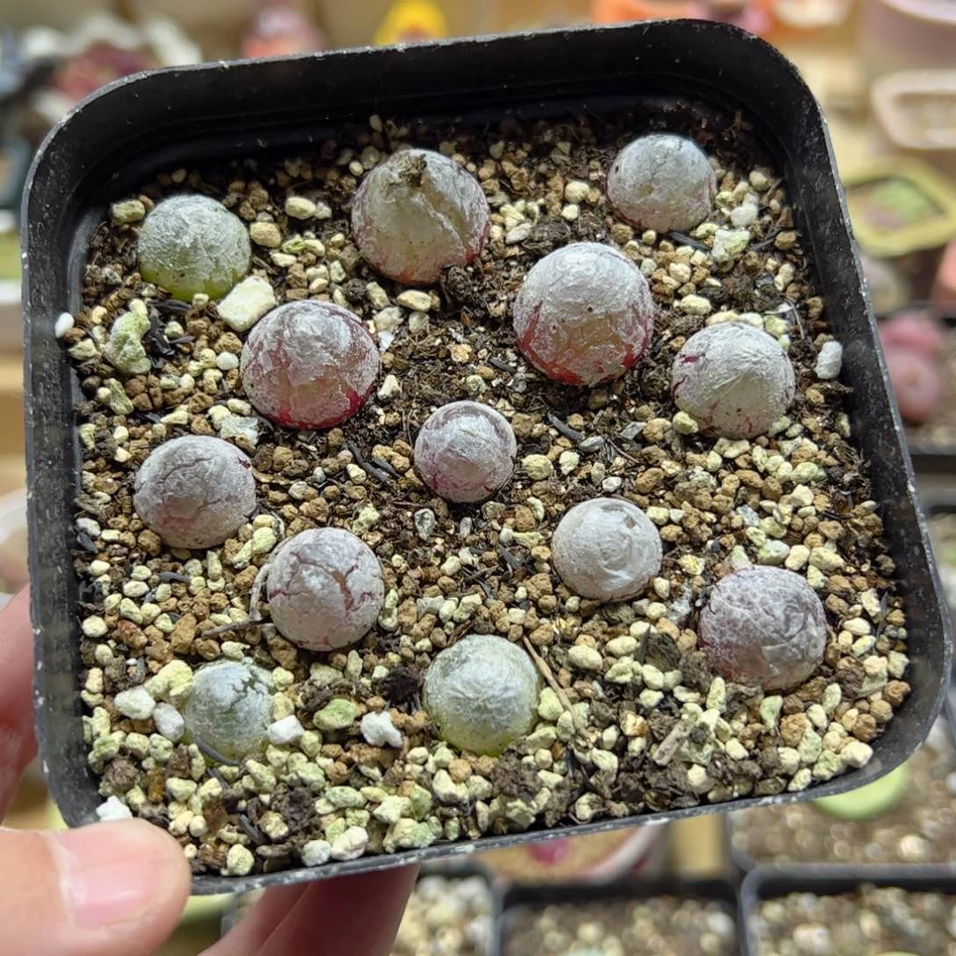 【闪购商品】246 灯泡一盒 多肉