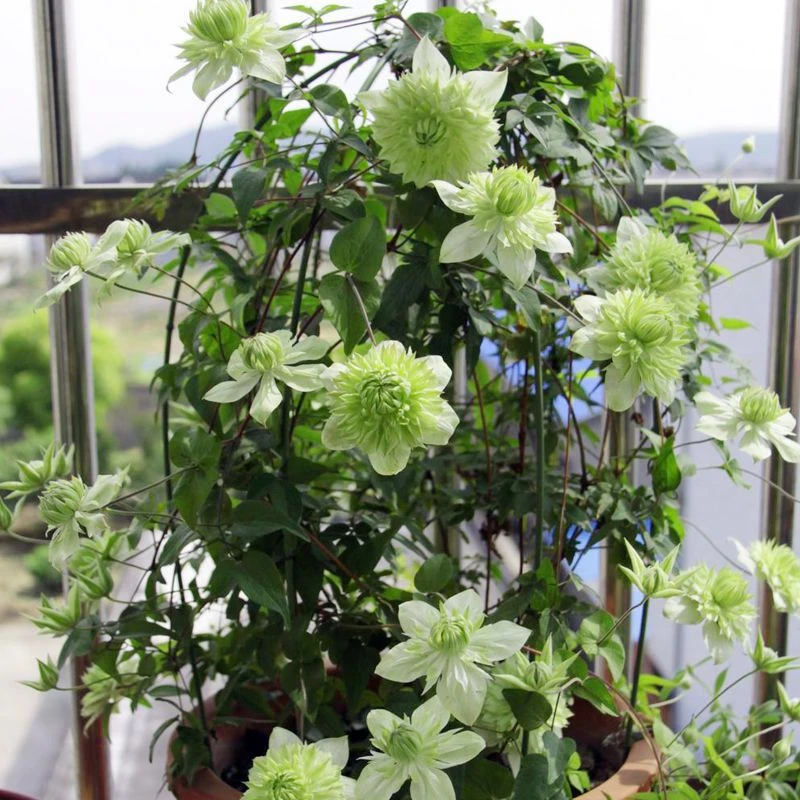 顺丰包邮  小绿2加仑盆 爬藤铁线莲庭院阳台种植多季节开花
